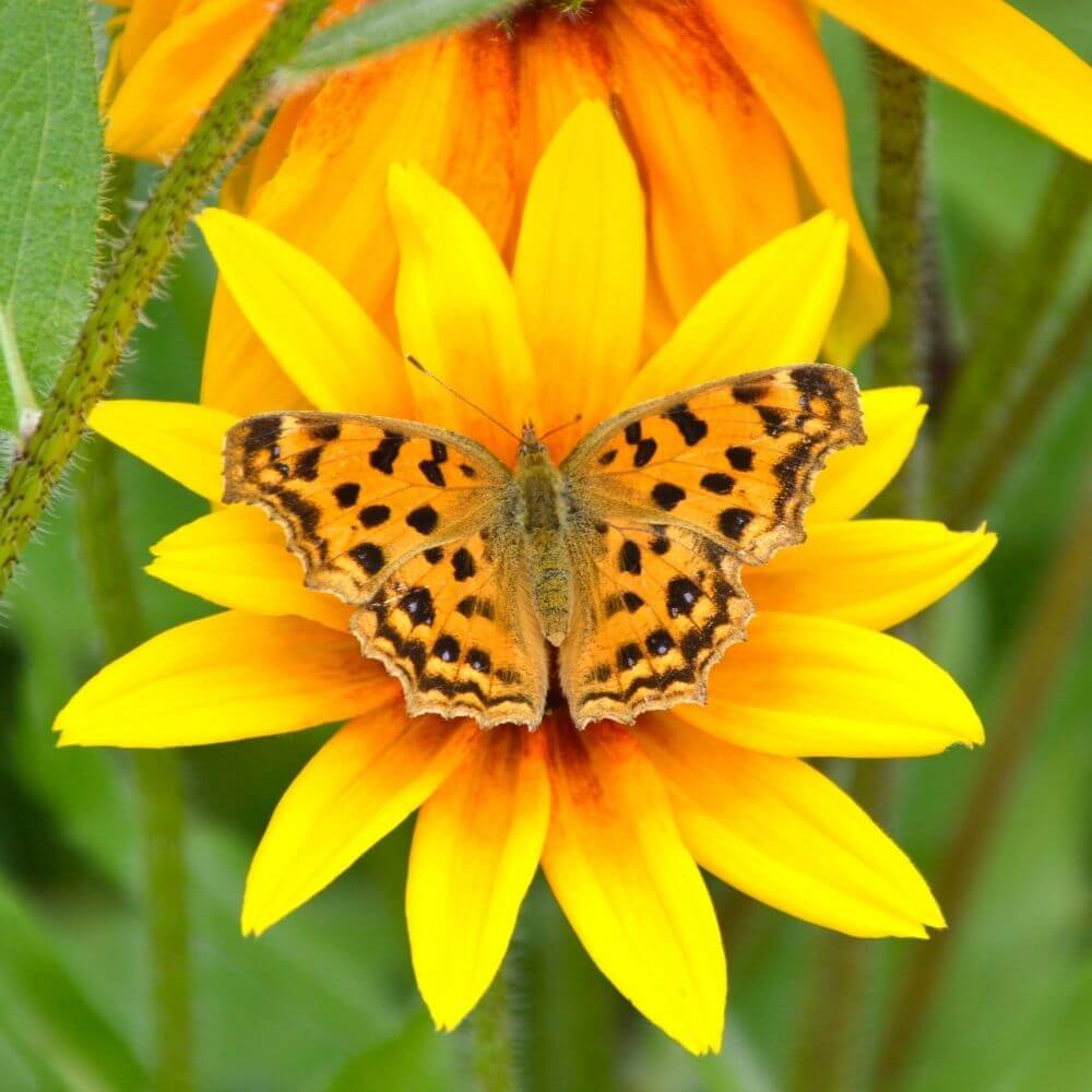 Butterfly on Yellow Black-Eyed-Susan