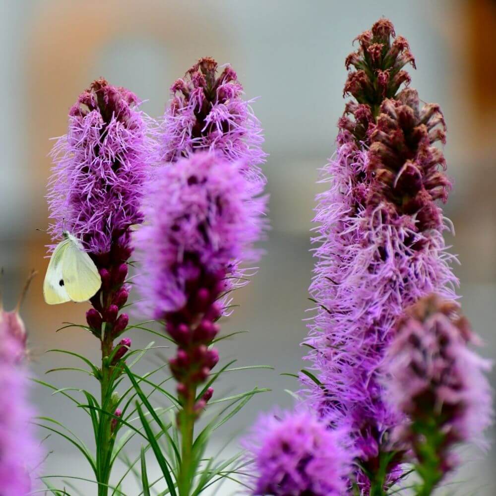 Butterfly on Purple Spikes of Blazing Start Flower