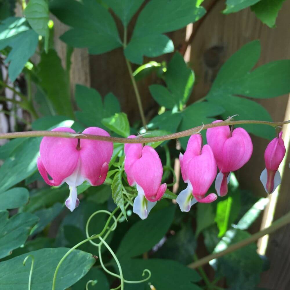 Pink Bleeding Heart, heart-shaped flowers
