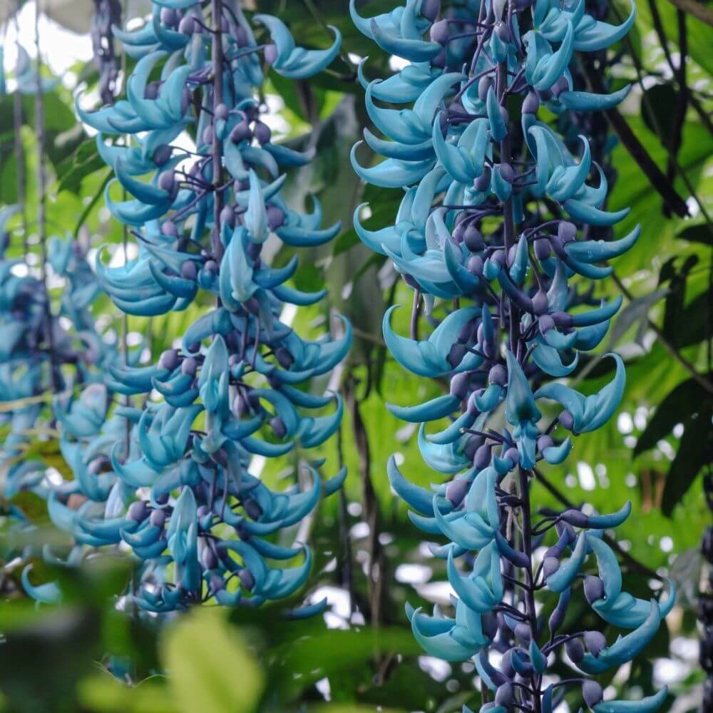 Cluster of Blue Jade Vine Flowers