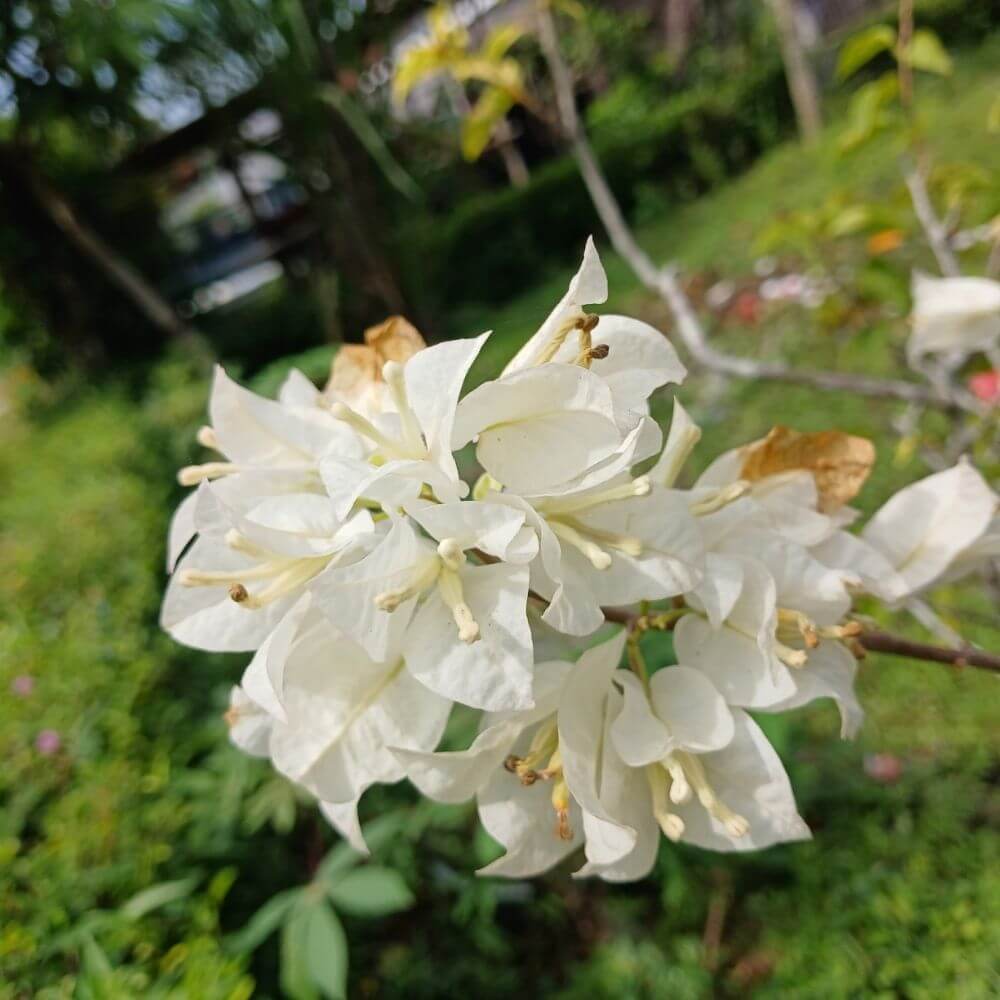 Close-up of Tropical Bougainvillea Flower