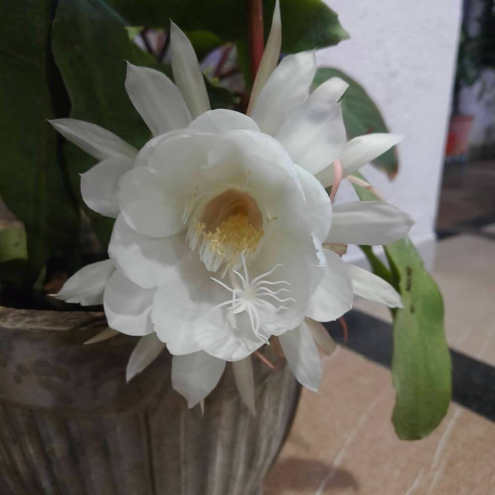 Sacred white Brahma Kamal flower