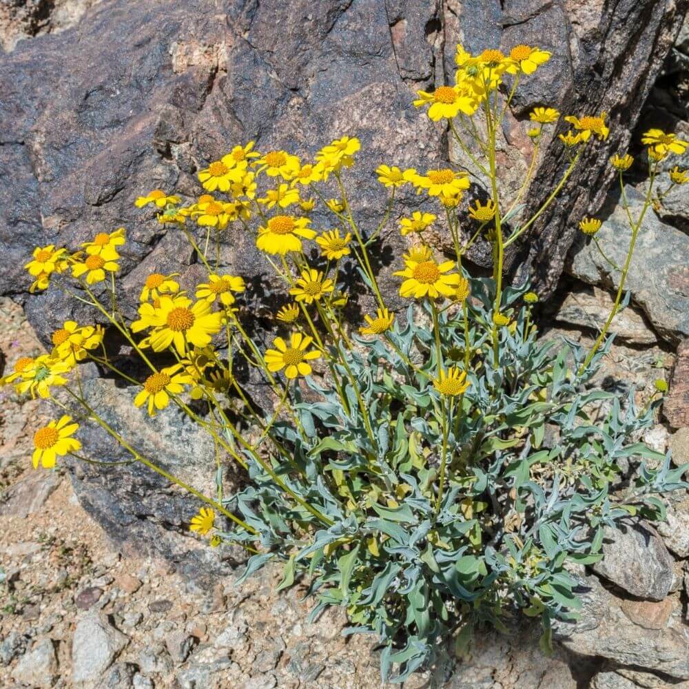 yellow brittlebush flowers covering a dusty shrub