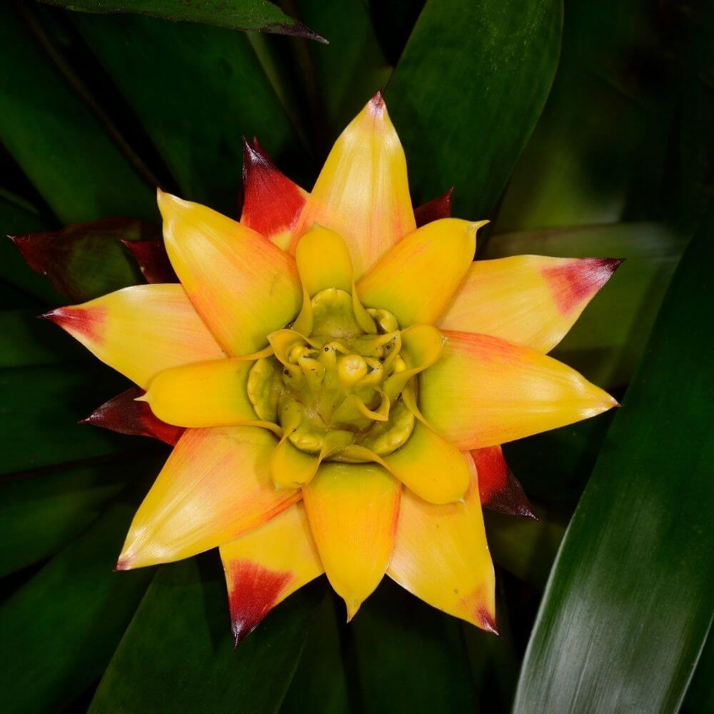 Tropical Yellow and Red Bromeliad