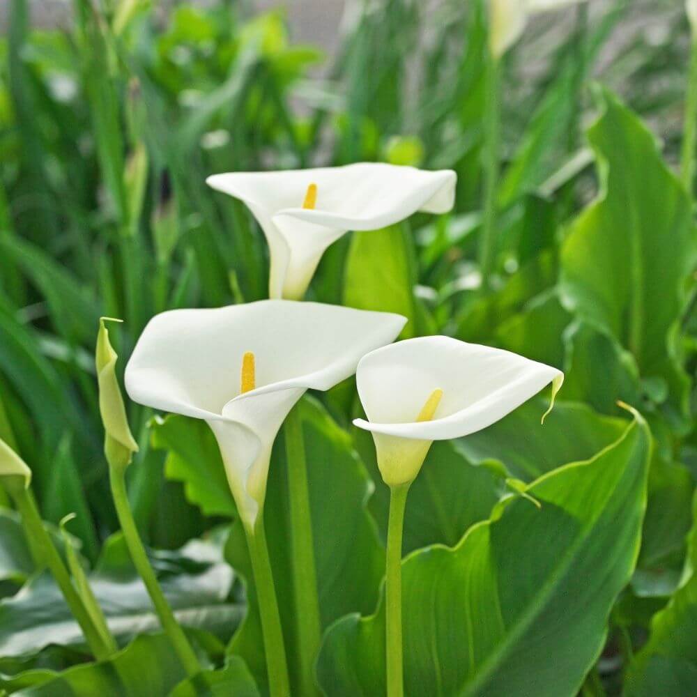 White Calla Lilies