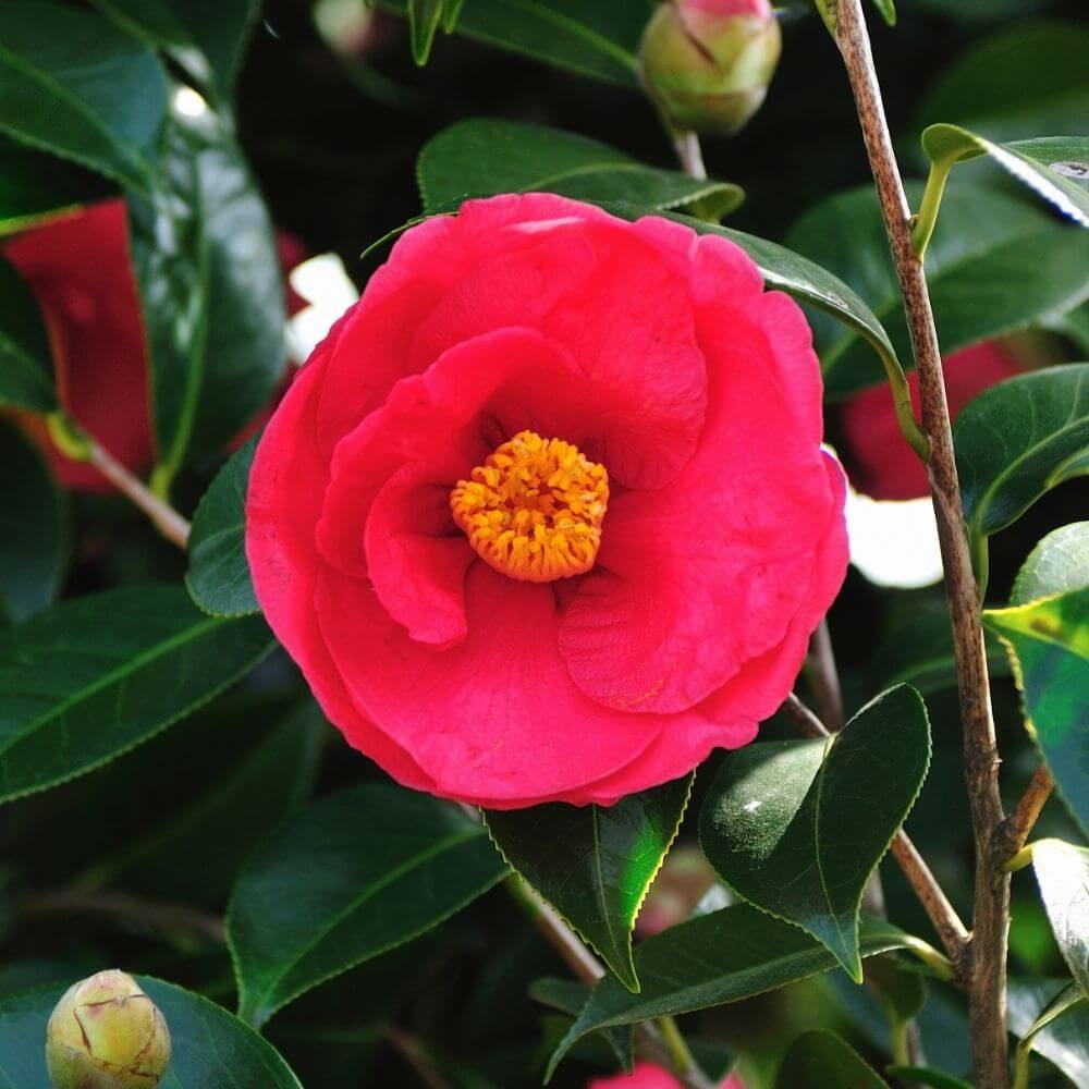 Red camellia flower blooming in mild winter climates