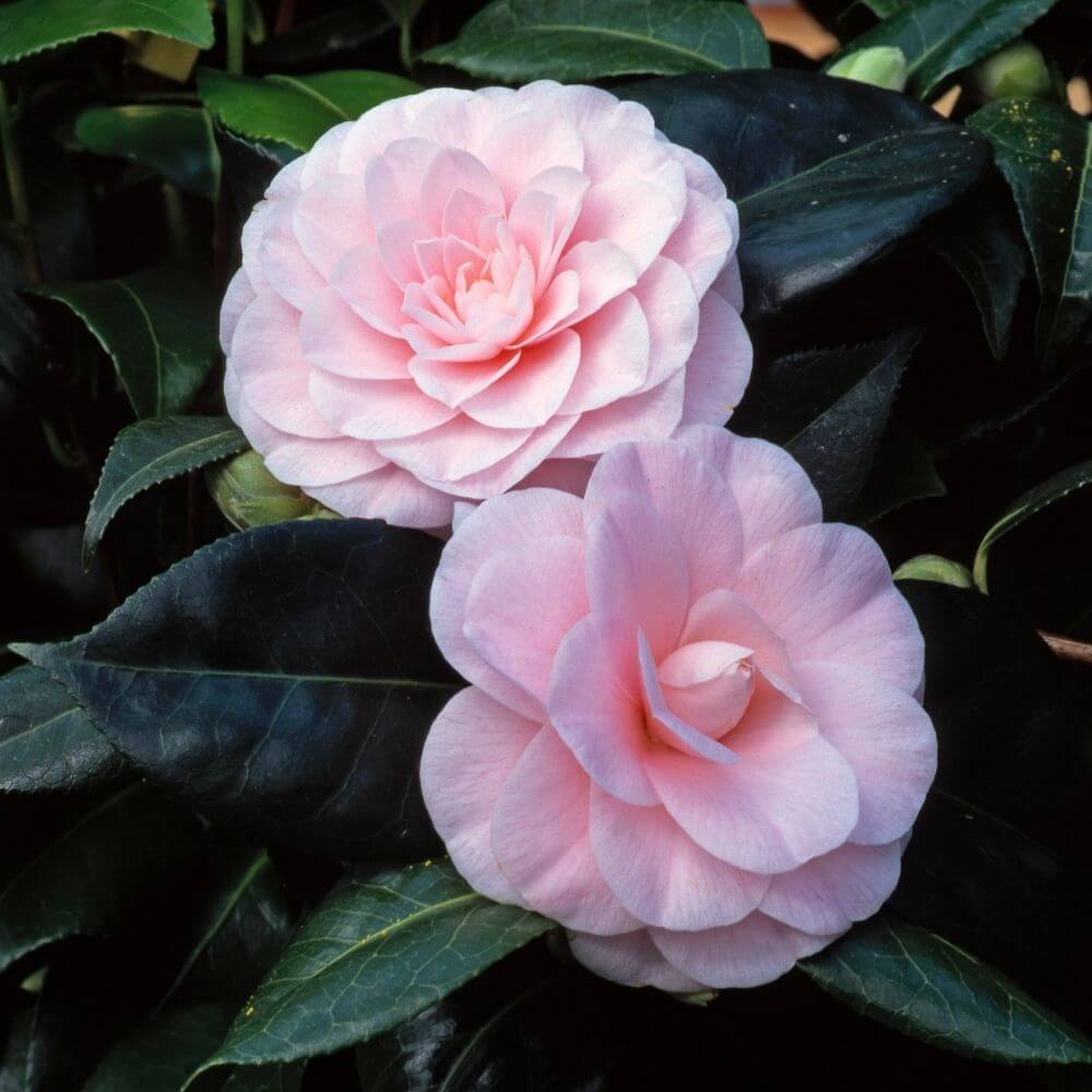 2 Beautiful Pink Camellia Flowers