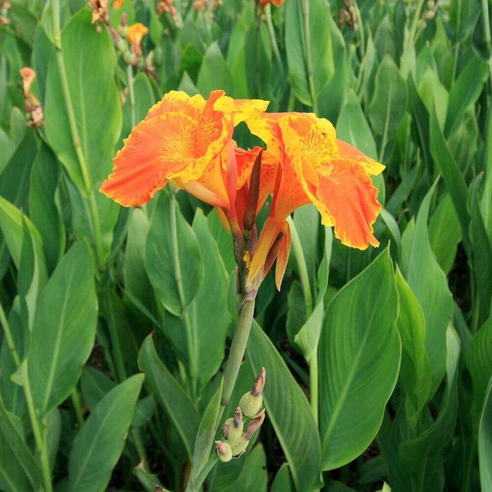 Canna Lily (Canna indica)