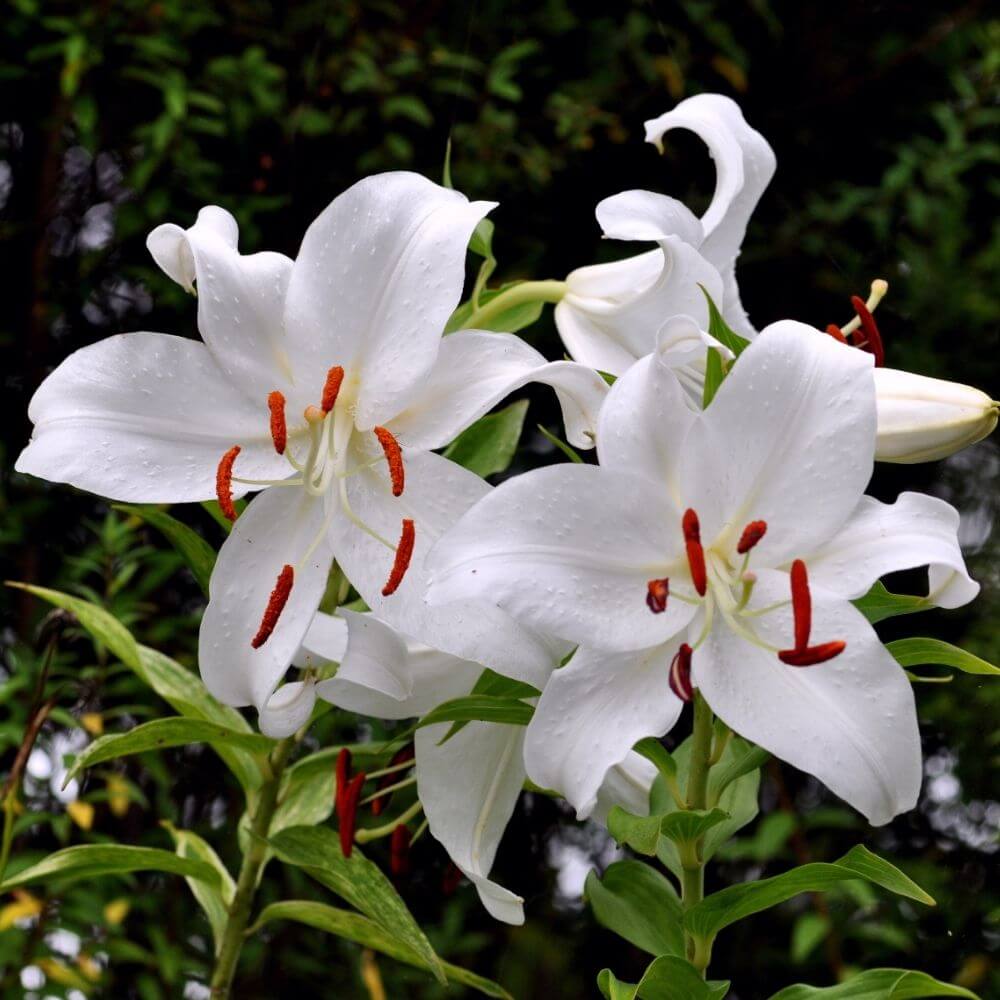 Elegant white Casablanca lily blooms at night
