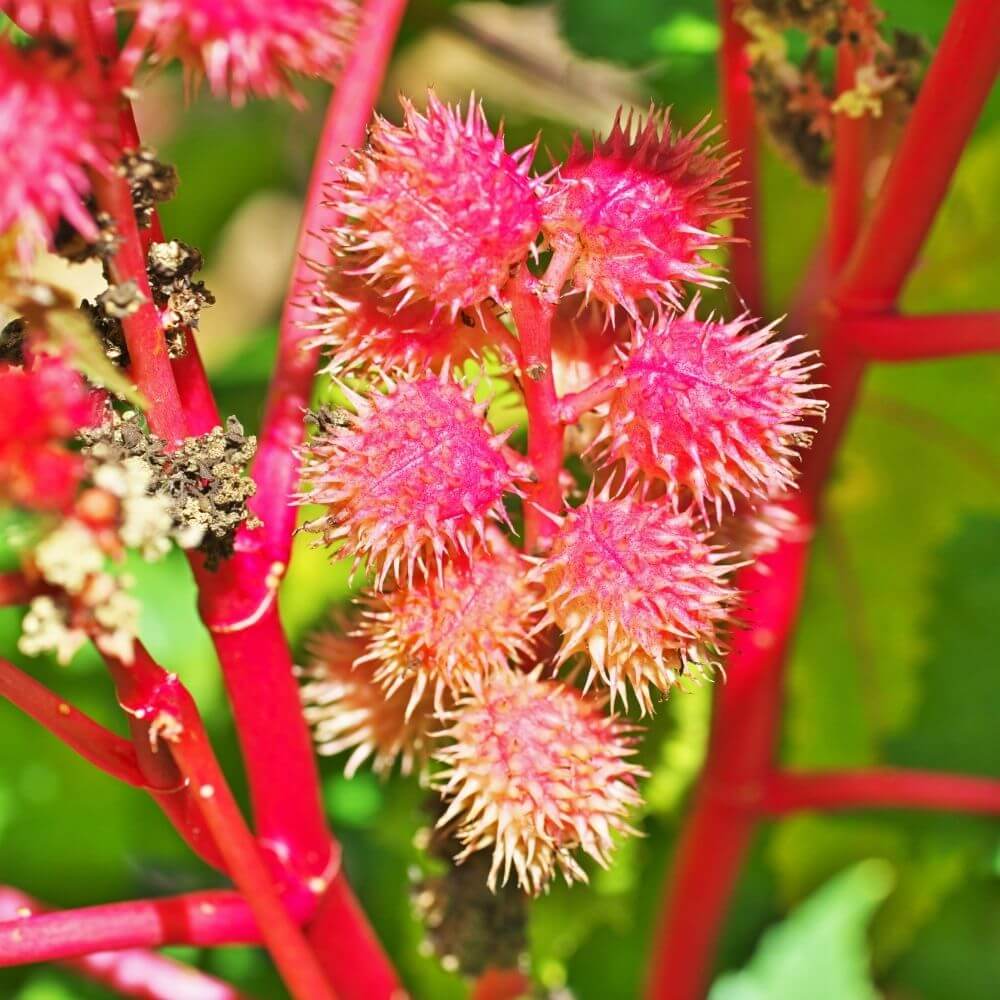 Close-up of Castor Bean