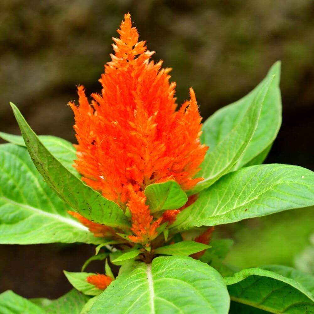 Celosia Flower Spikes
