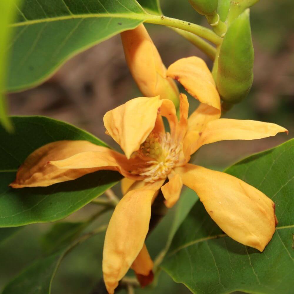 Tropical Yellow Champaca