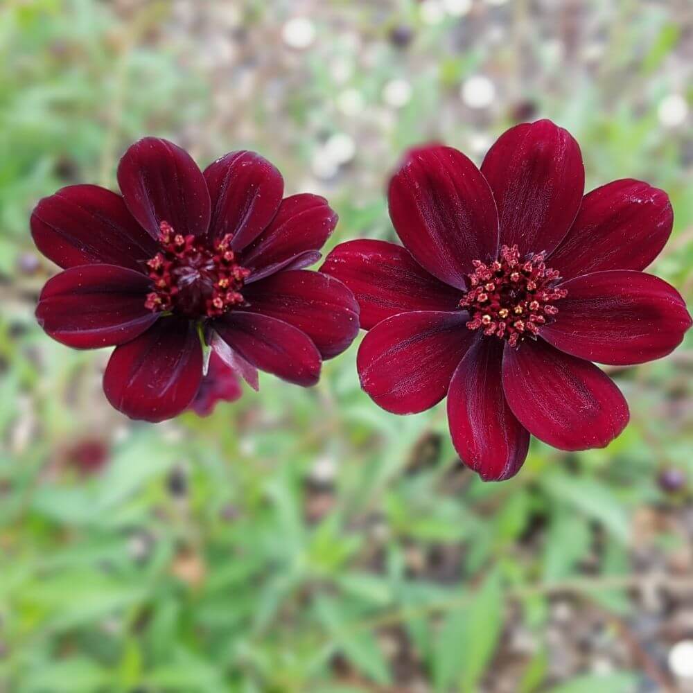 night blooming chocolate flowers