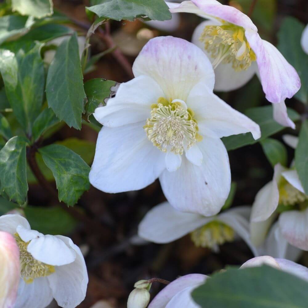 Hellebore blooming through winter snow with rose-like petals