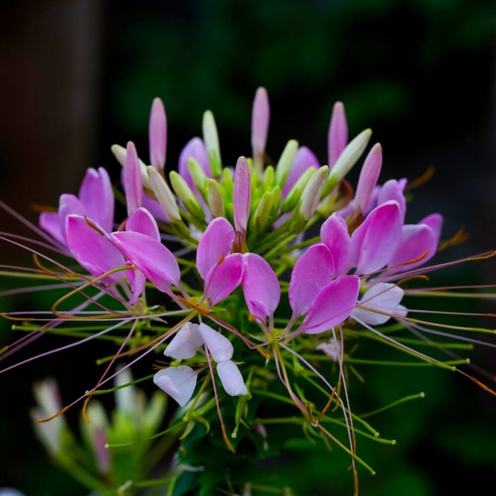 Cleome Pink Spikes Flower