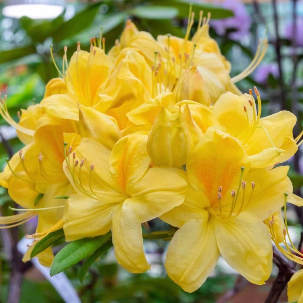 Close-up of Yellow Coast Rhododendron