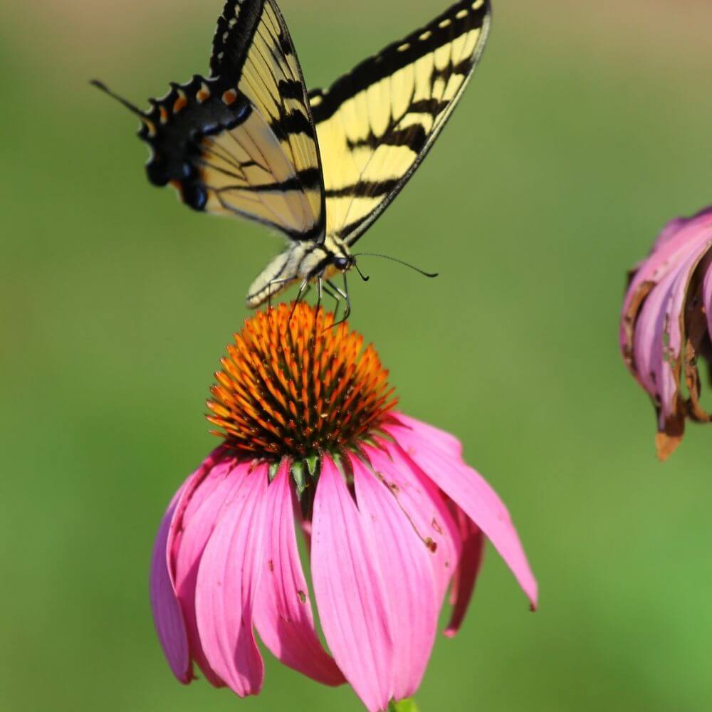 Coneflower attracting Butterfly