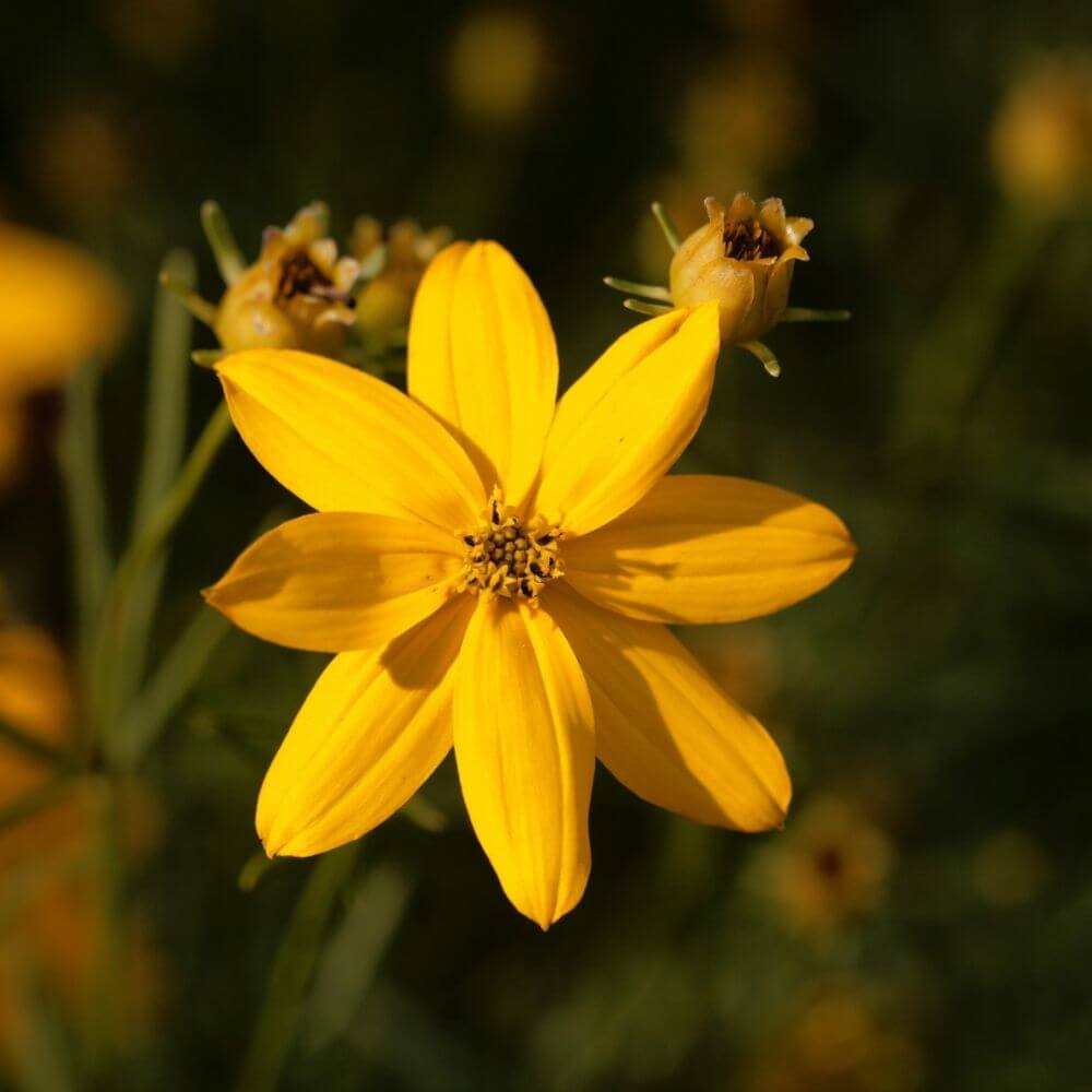 Close-up of Yellow Coreopsis Flower