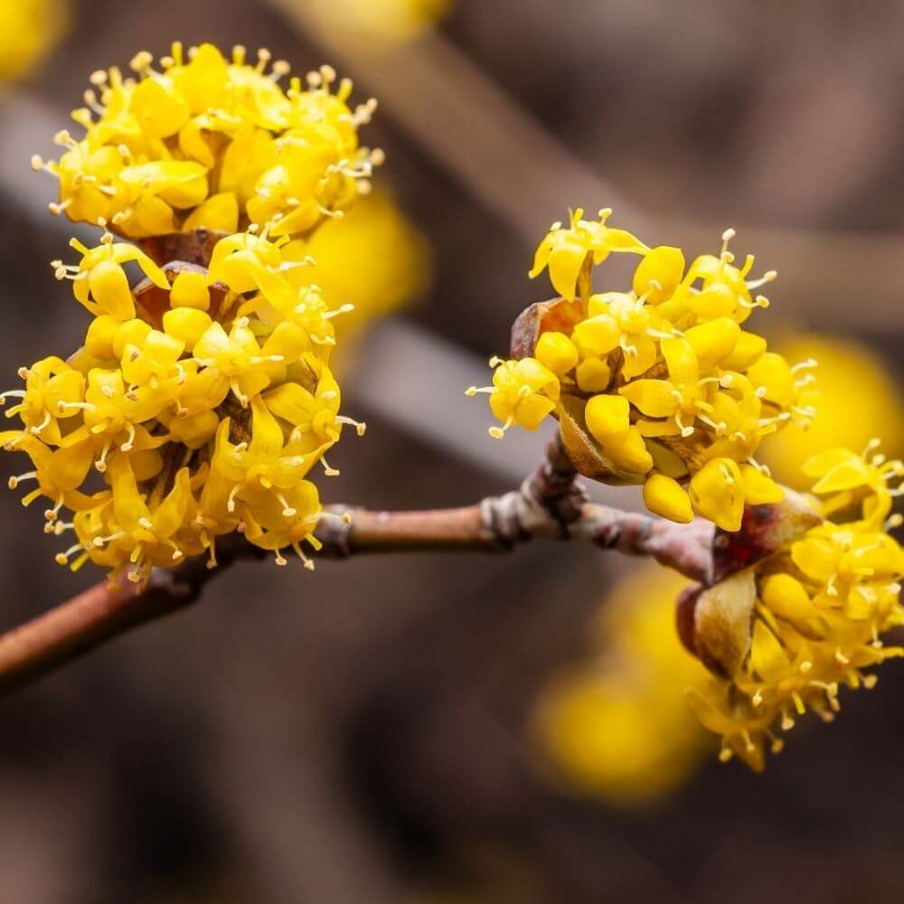 Small yellow cornelian cherry flowers blooming in winter