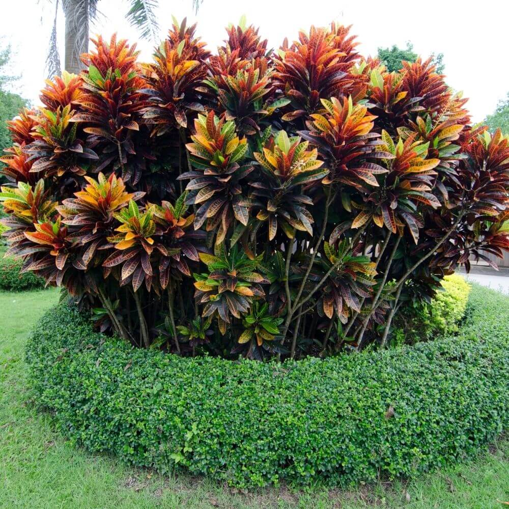 Cluster of Croton Plant