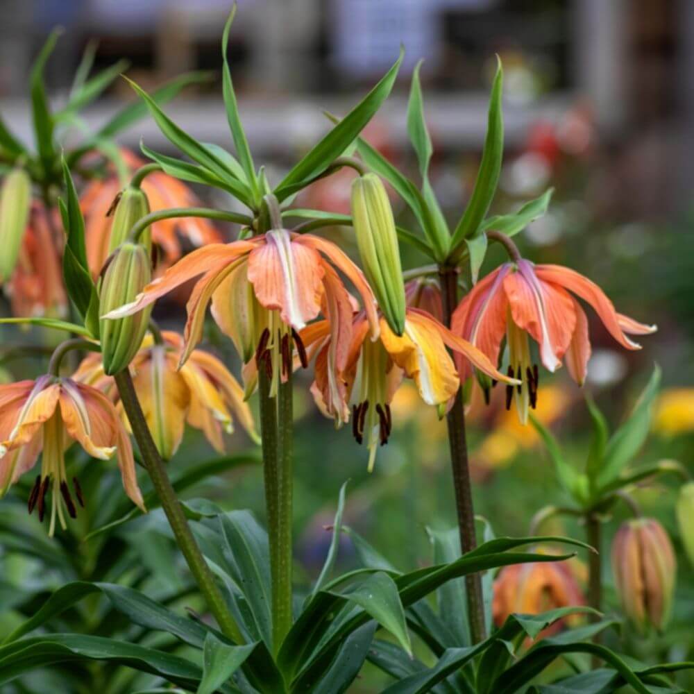 Crown imperial downward-facing flowers in late winter