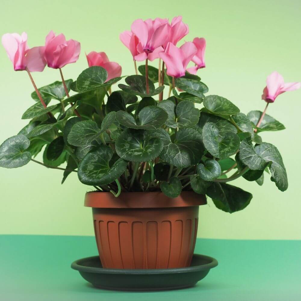 Cyclamen flowers with reflexed pink petals