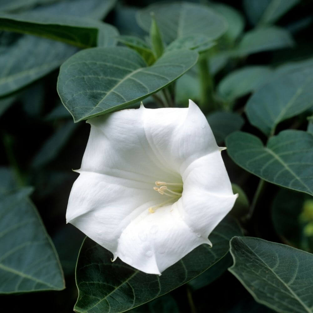 Toxic White Datura trumpet-shaped flower