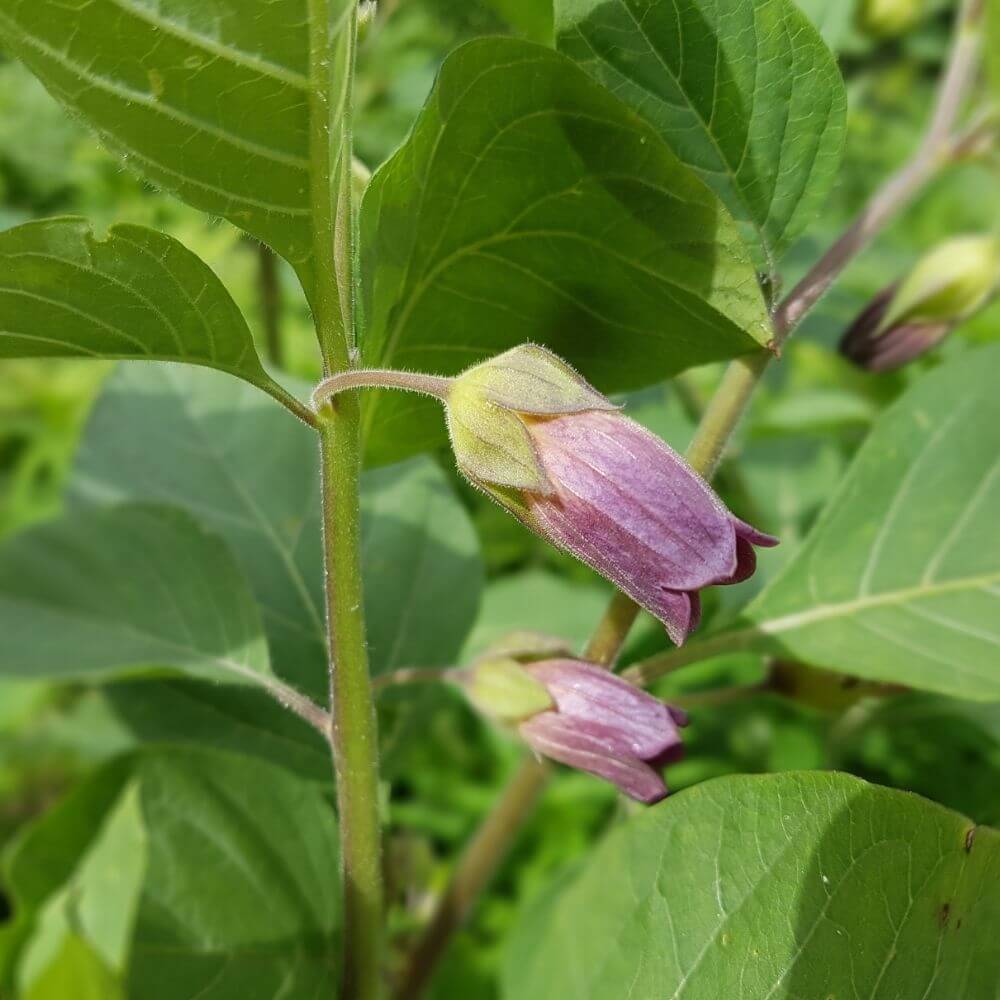 Deadly Nightshade purple bell-shaped flower