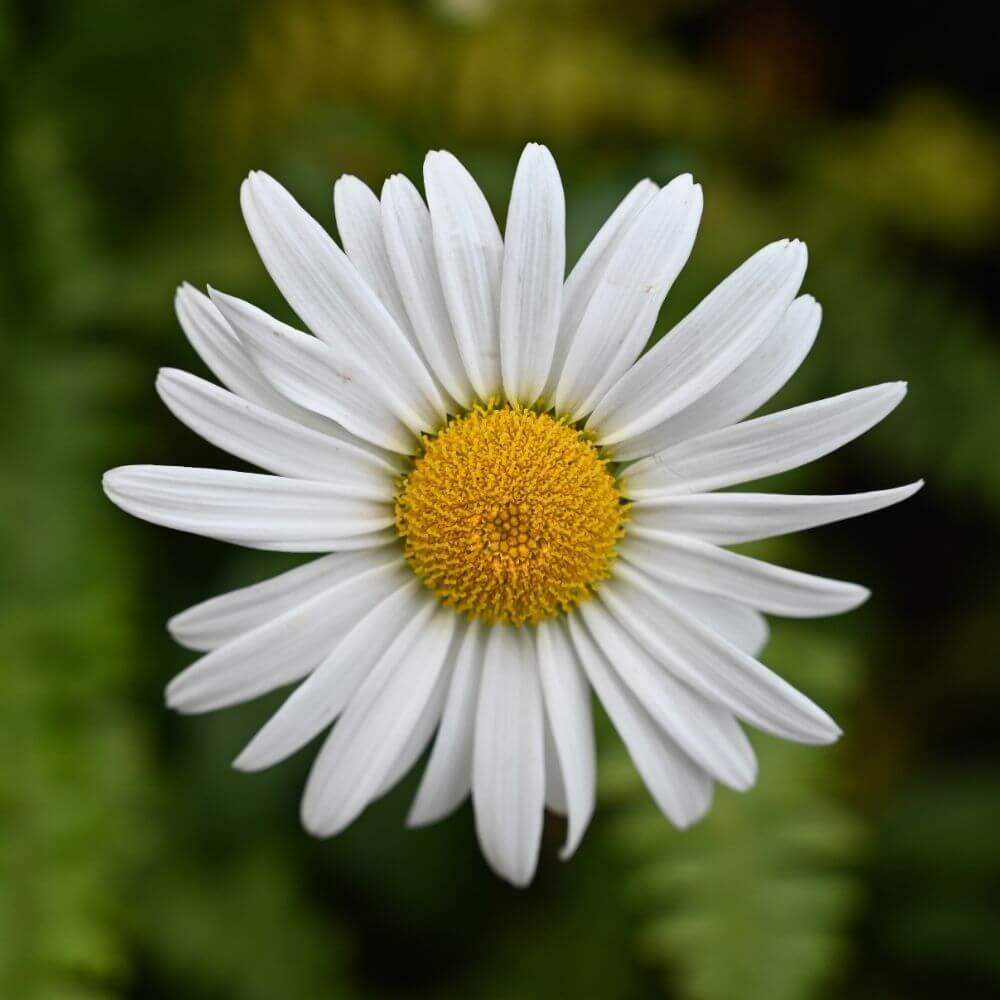 National flower of Denmark-daisy