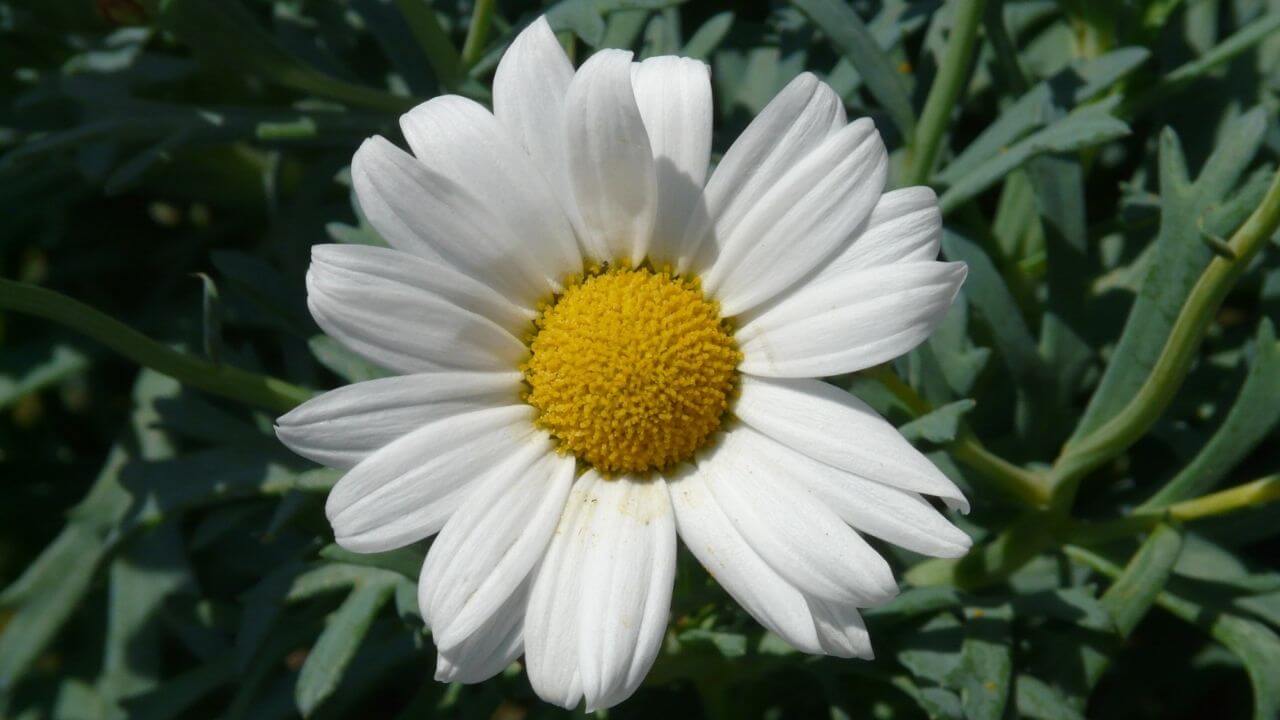 Denmark National Flower: Why its The Daisy, image size:1280x720