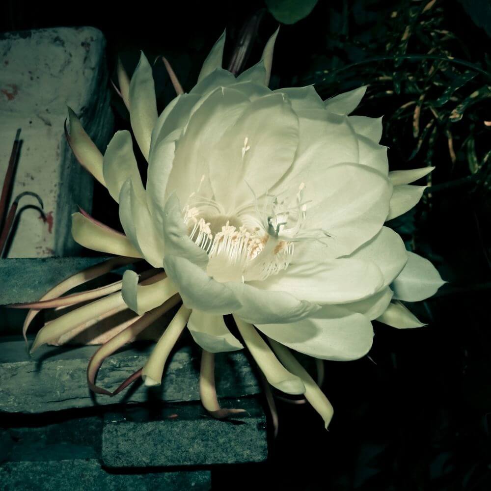 Huge white dragon fruit cactus blooms at night