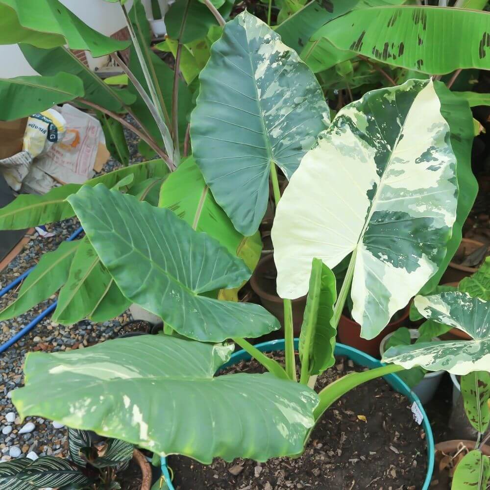 Elephant Ear (Alocasia spp.)