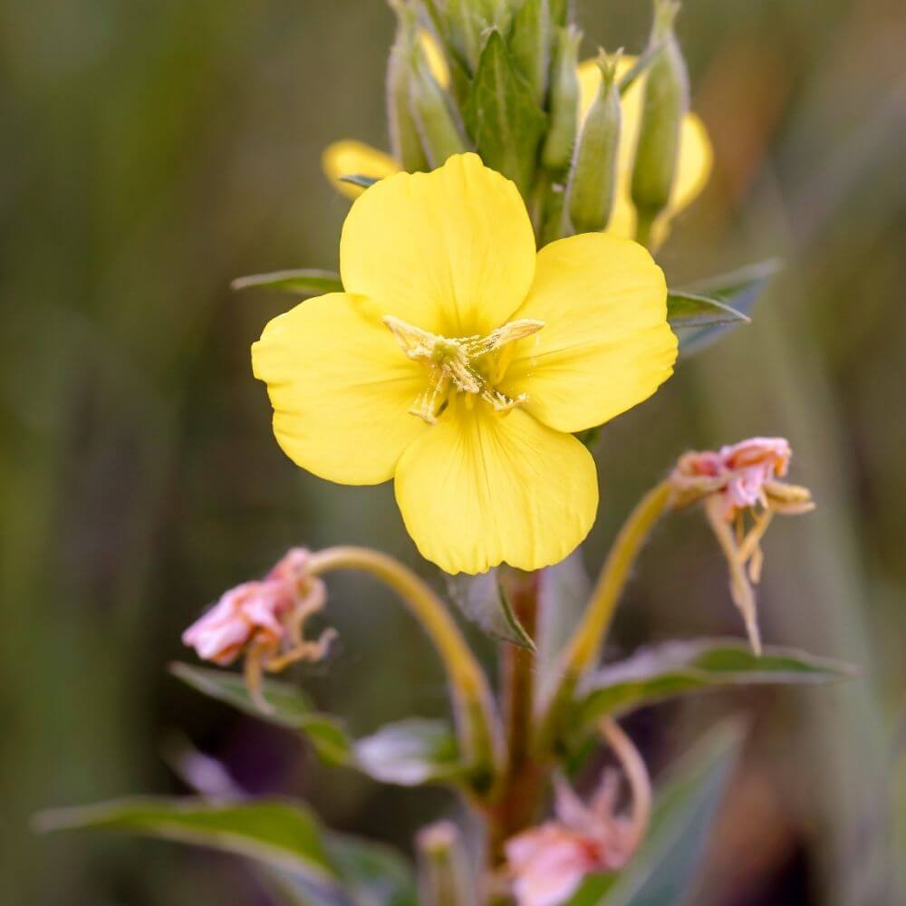 Soft yellow evening primrose flower