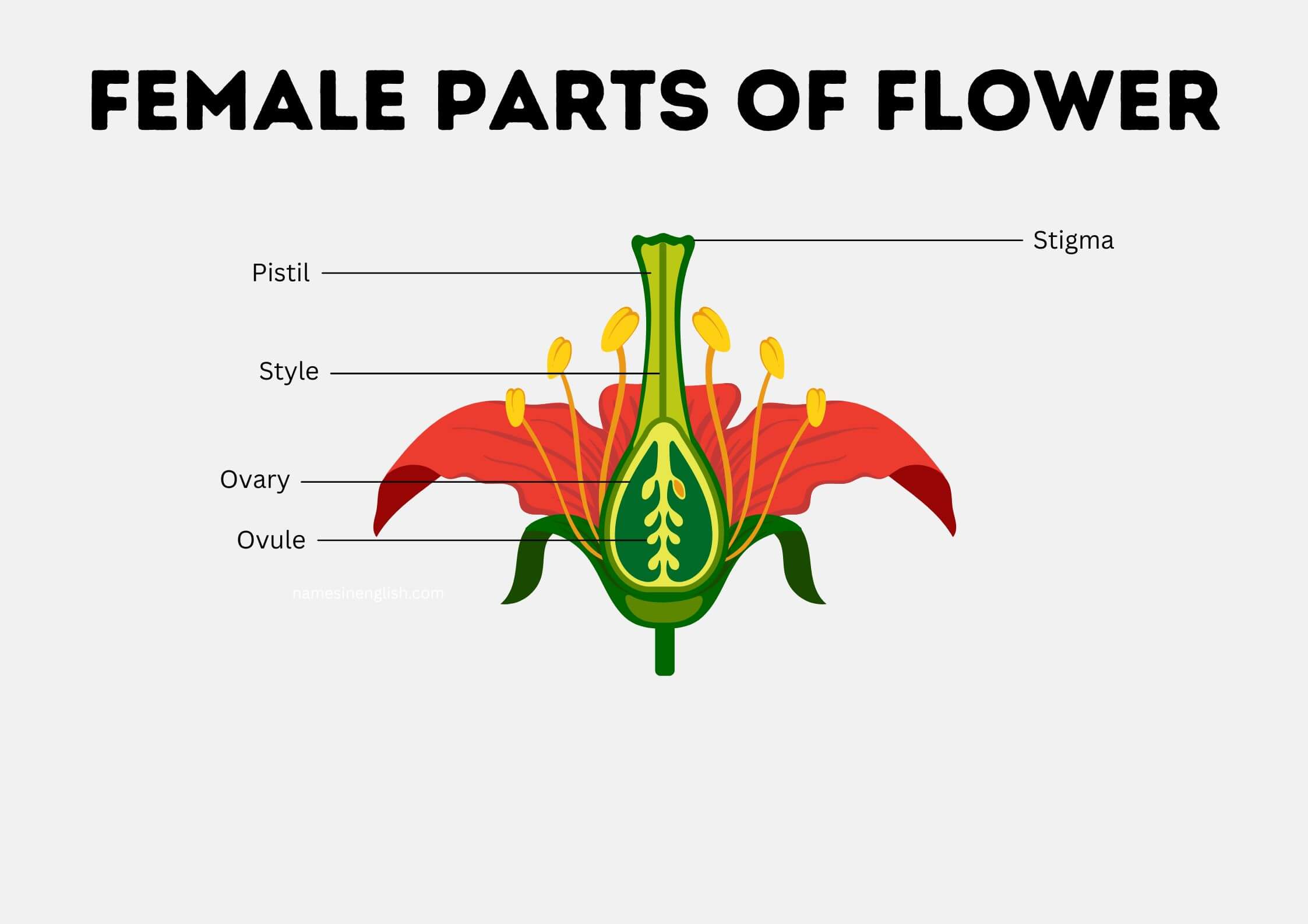 Female Parts of Flower