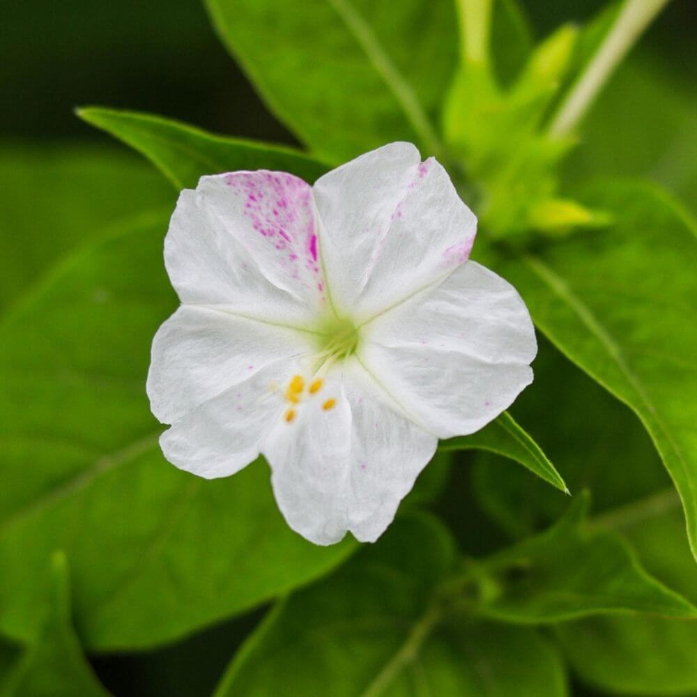Vibrant colorful four o’clock flower