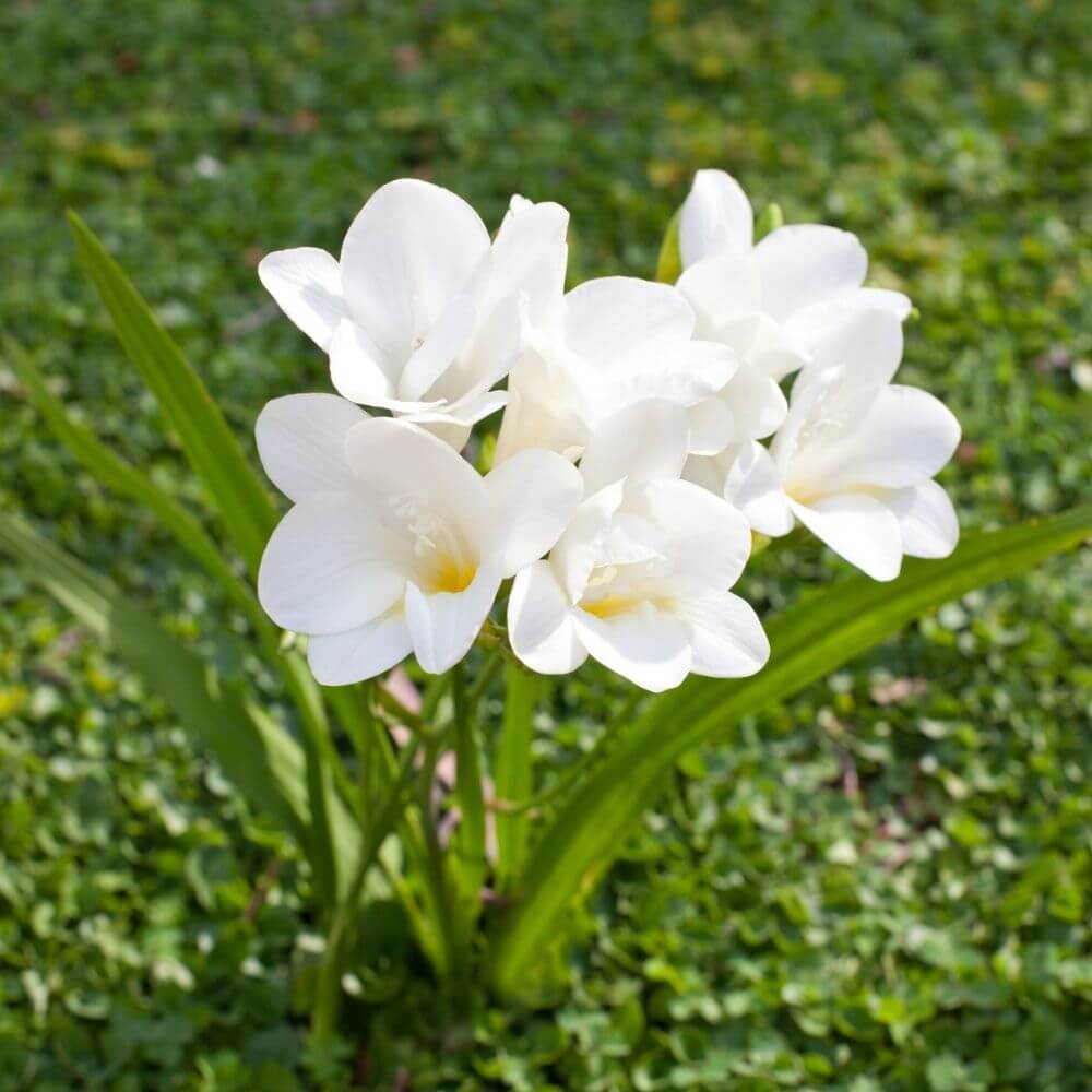 Cluster of Freesias