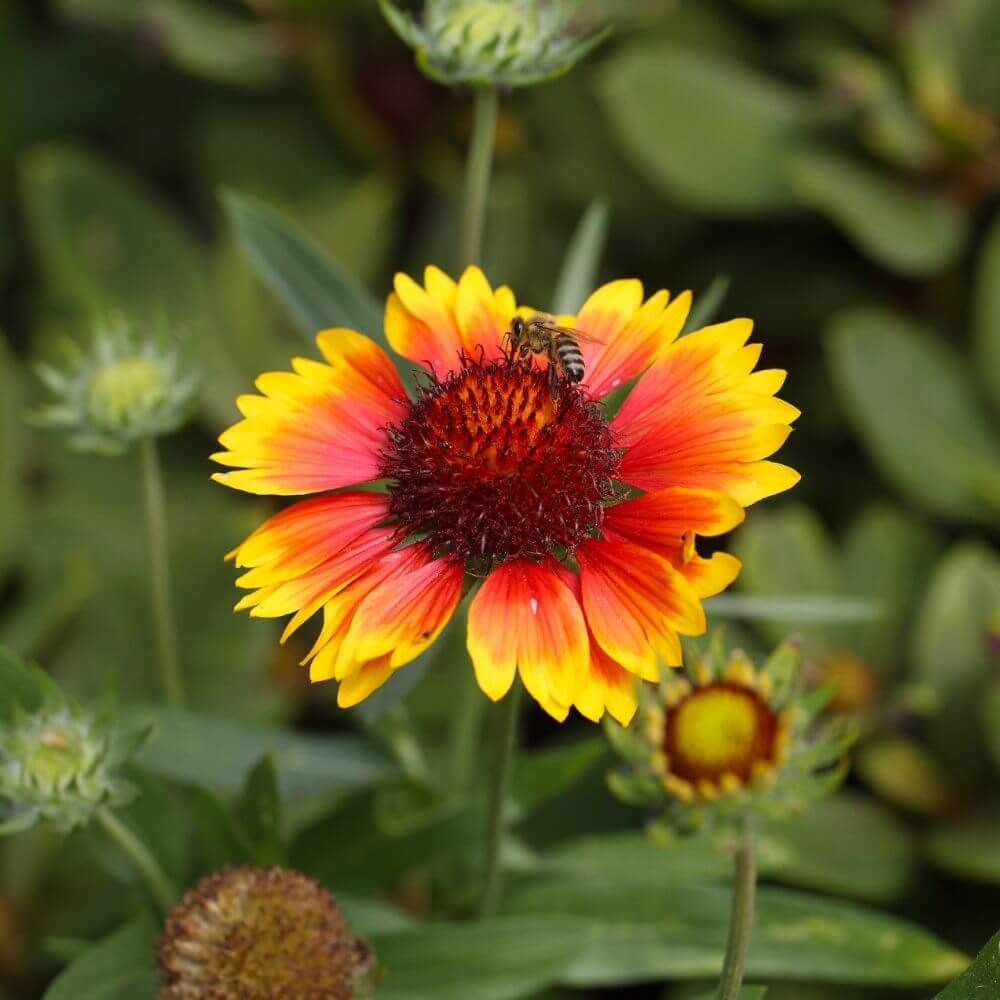 Close-up of Gaillardia Flower