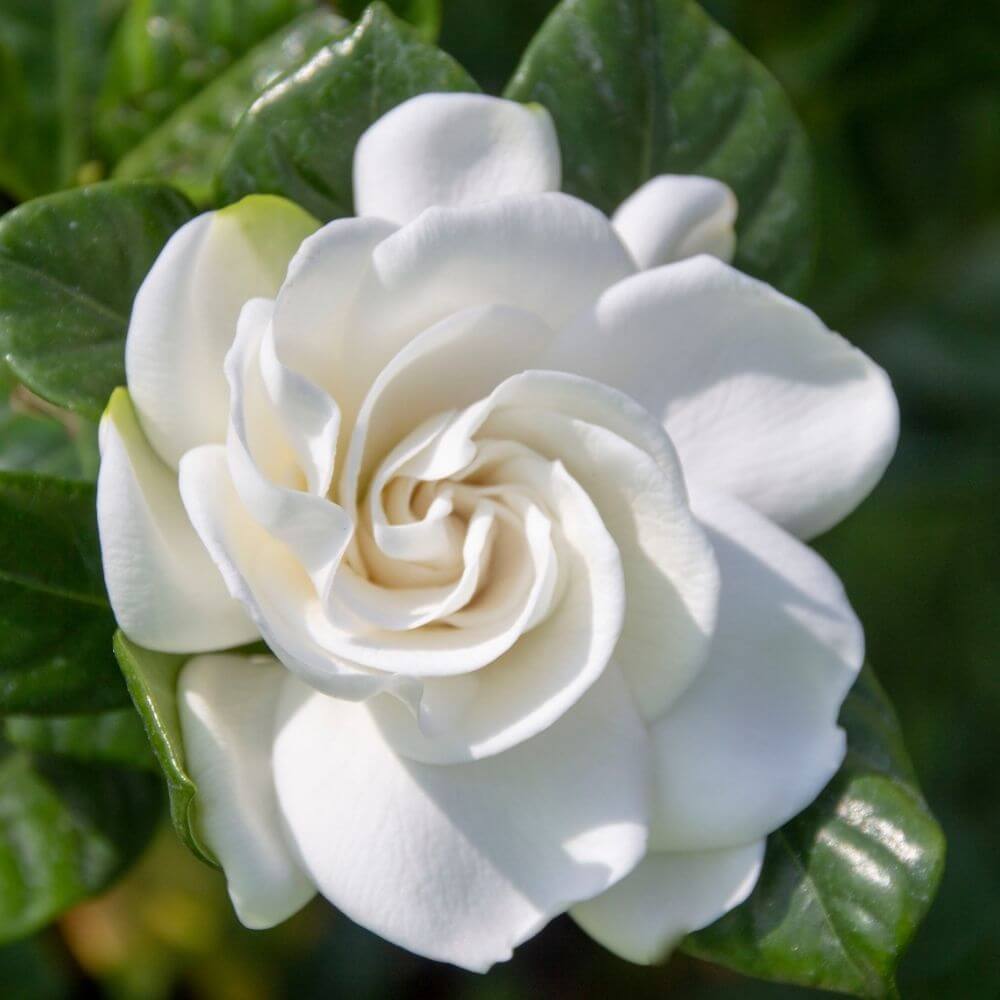 Closeup of a white Gardenia Flower