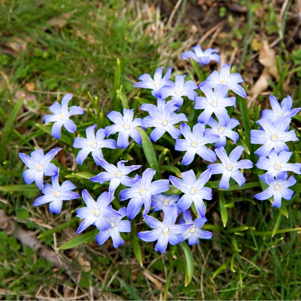 Star-shaped blue glory of the snow flowers