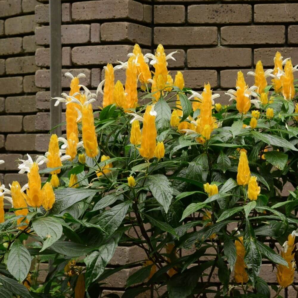 Golden Shrimp Plant