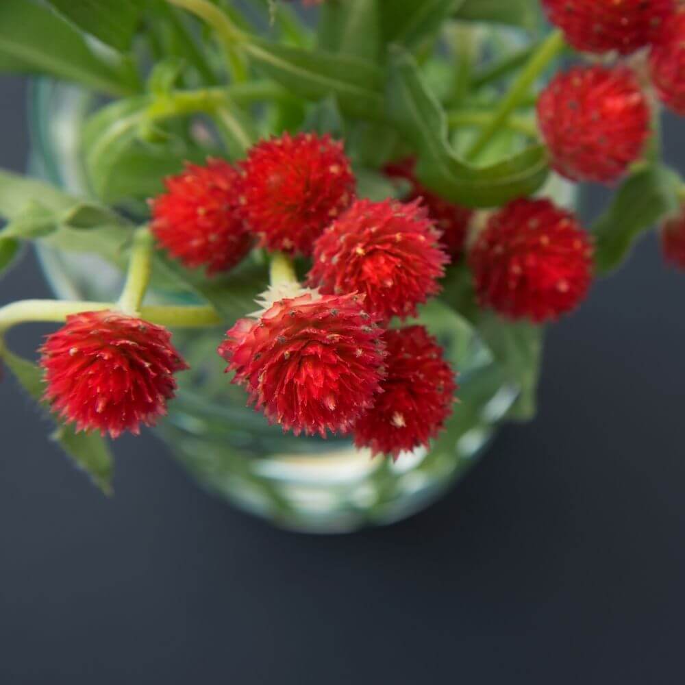 Gomphrena Flowers Cluster