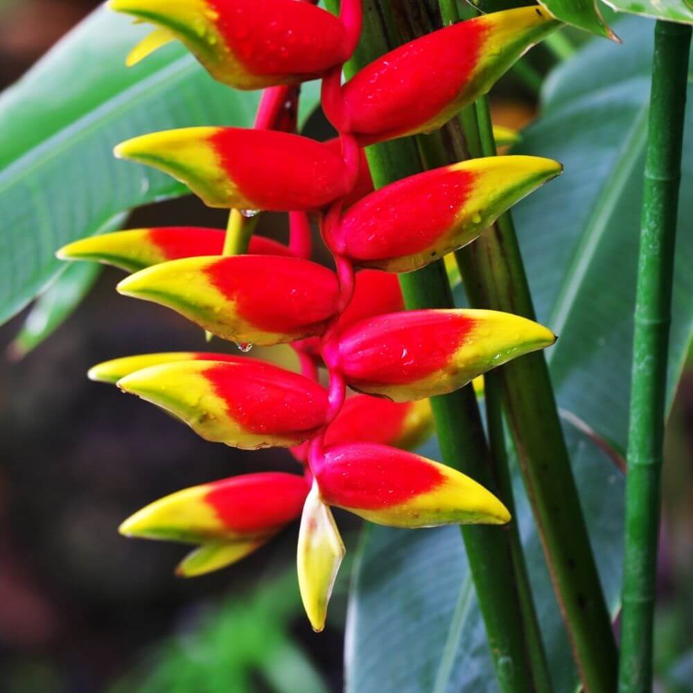 Tropical Heliconia Flowers