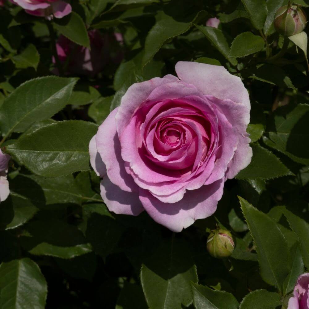 Hybrid Tea Roses