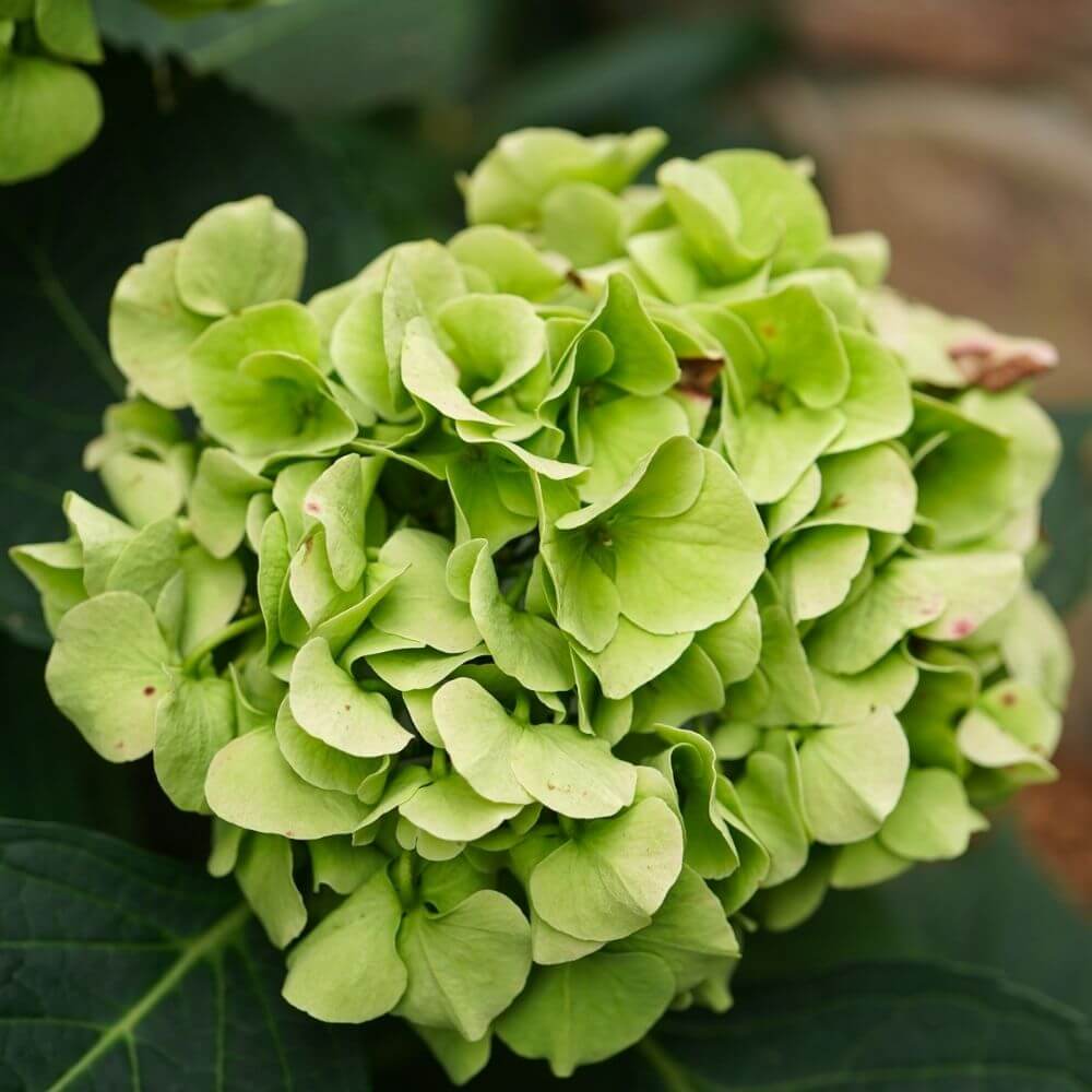 Cluster of Hydrangea Flowers
