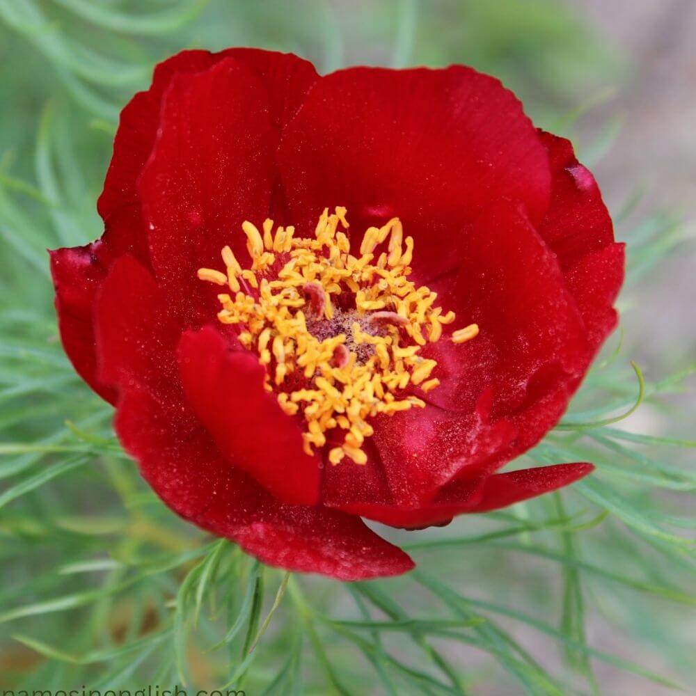 Indiana State Flower-Peony