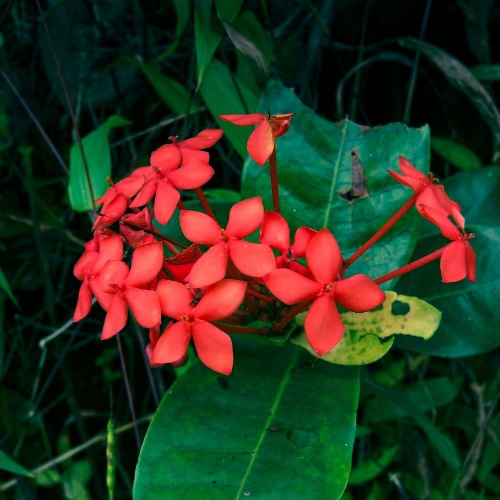 Tropical Red Ixora Flowers