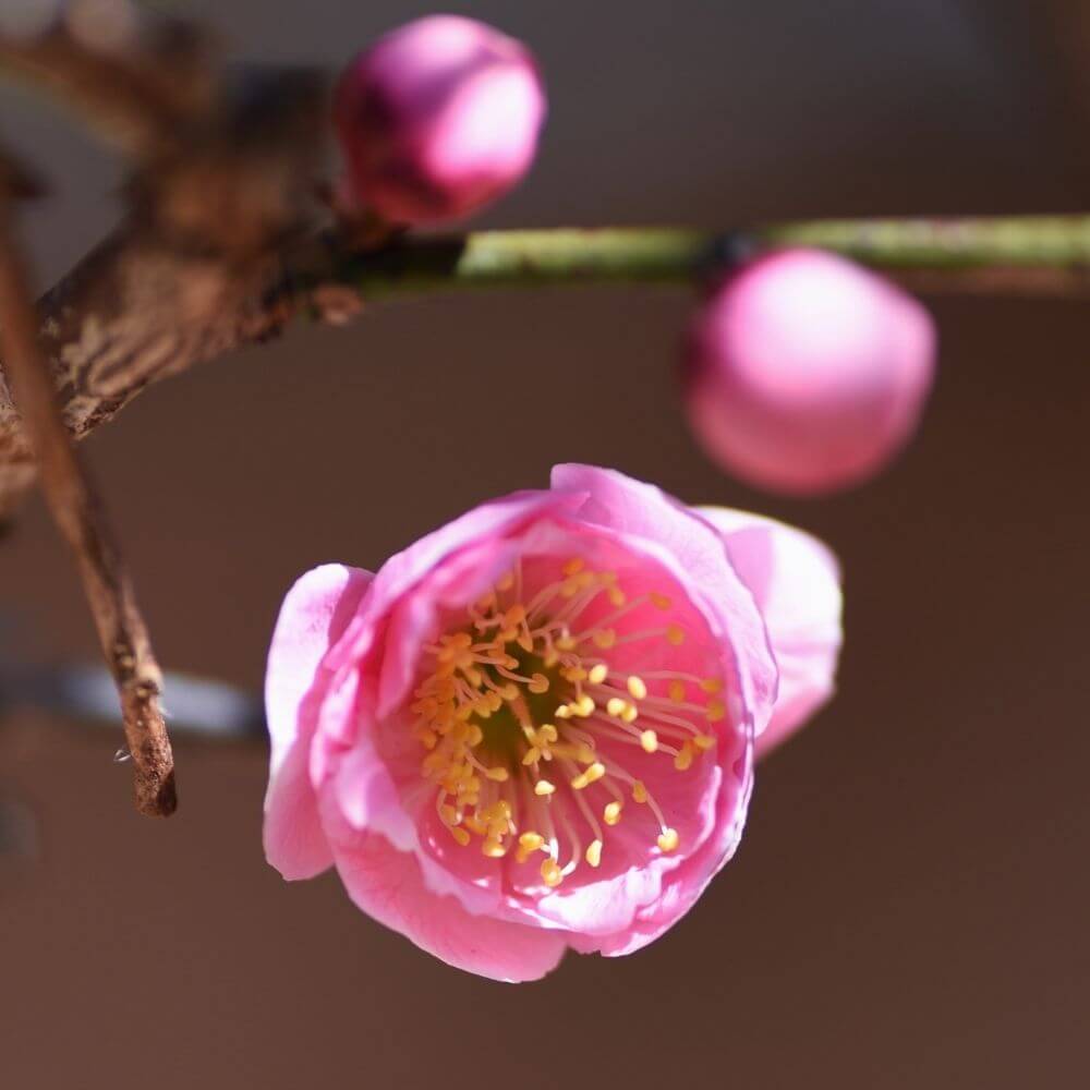 Japanese apricot pink flowers blooming in cold winter