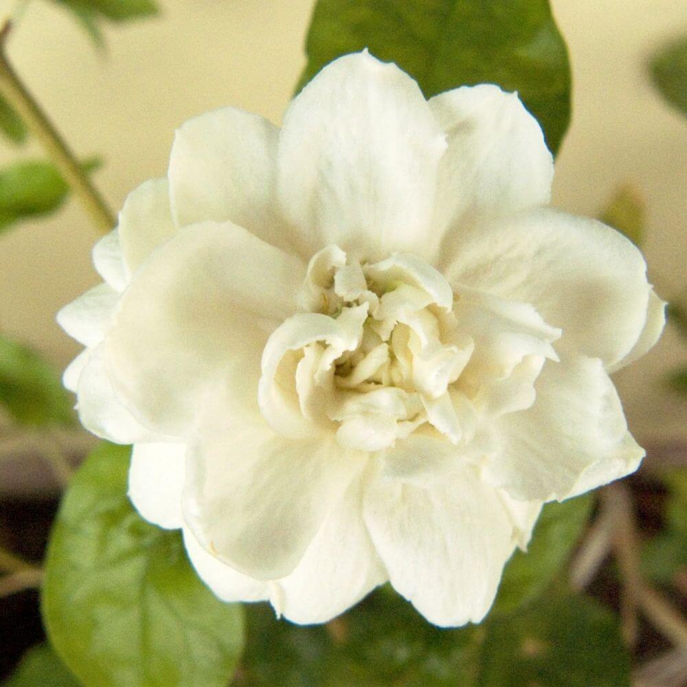 Close-up of White Jasmine Flower
