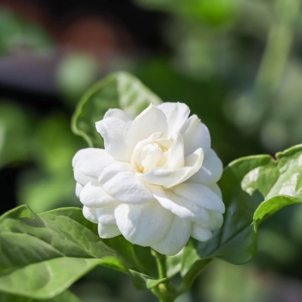 Close-up of Jasminum Sambac Flower