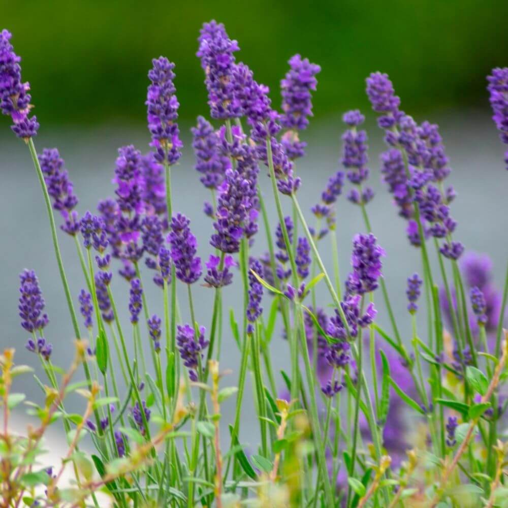 Purple Spikes of Lavender Flowers